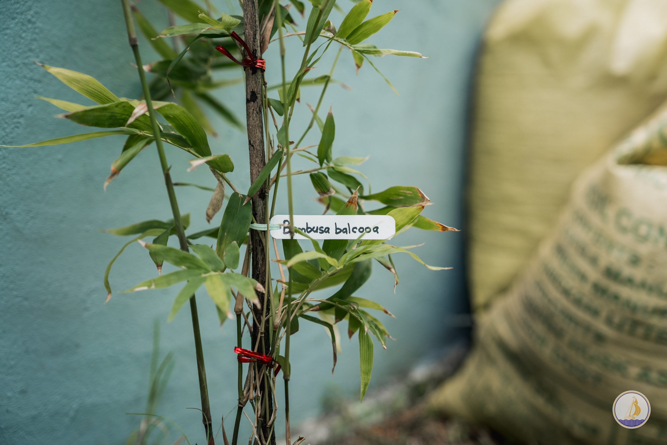 Scientific Research – Bamboo Morphology Study