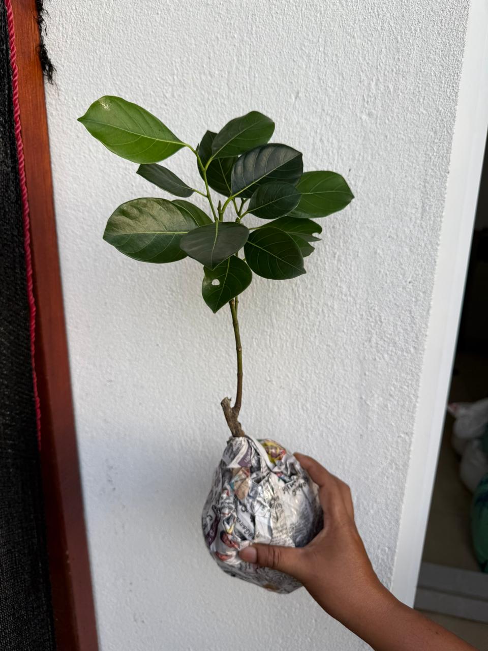 Jackfruit for the Future