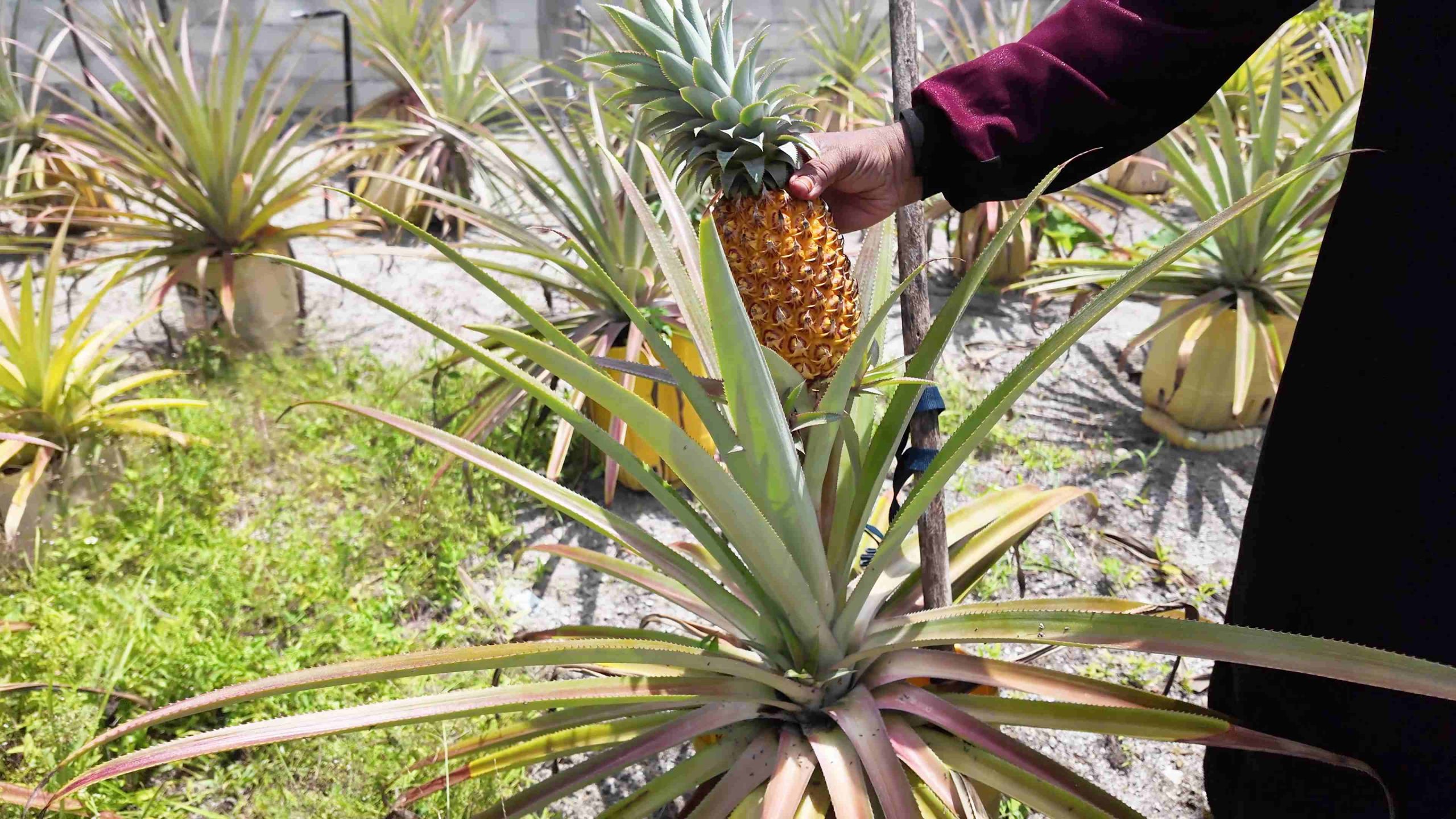 Pineapple Planting –  Addu Hithadhoo